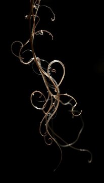 Ethereal tendrils unfurl in stark contrast, painting ephemeral forms against encroaching shadow, a visual whisper,  texture,  form