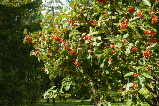 Red fruits in green leafage of Aria edulis tree in September