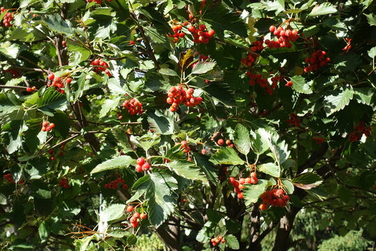 Red fruits in green leafage of Aria edulis tree in September