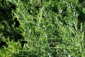 Berry-like cones on branches of savin juniper in June © Anna