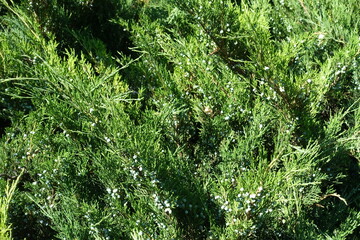 Berry-like cones on branches of savin juniper in June © Anna