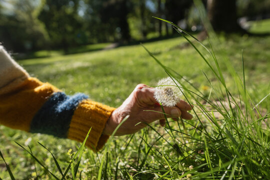 Hand holding a delicate dandelion in a sunny summer park