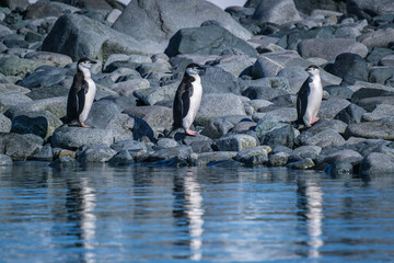 Fototapeta premium Gentoo penguins and chinstrap penguins in the South Shetland Islands, Antarctica