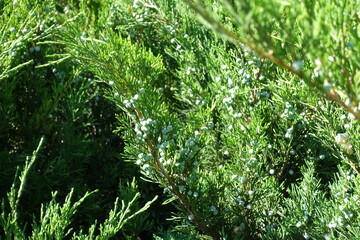 Berry-like cones on branches of savin juniper in June © Anna