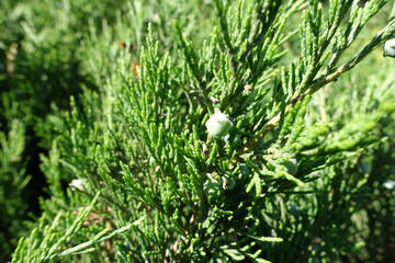 Berry-like cones on branches of savin juniper in June © Anna