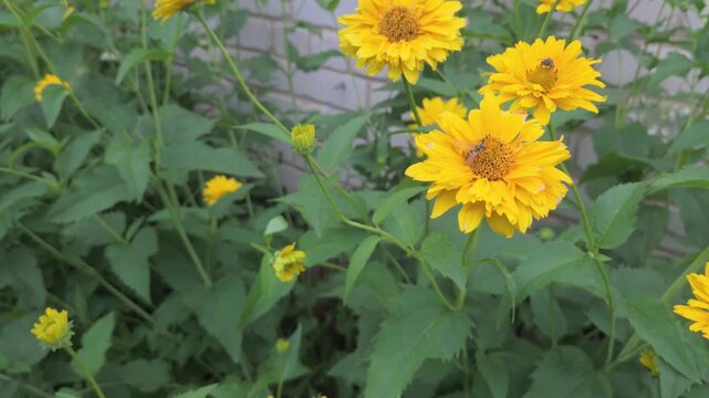 Moving Camera View of False Sunflowers and Fleabane Flowers in Wind