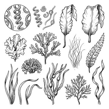 Hand draw sketch of spirulina and seaweed collection, botanical ocean plant illustration on white background