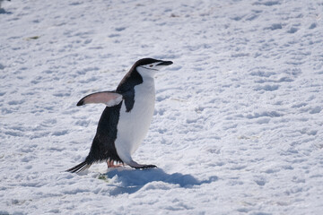 Fototapeta premium Chinstrap penguins in the snow on Half Moon Island, South Shetland Islands, Antarctica