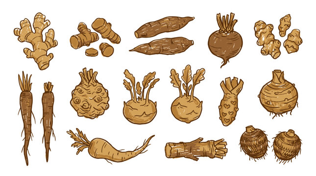 Set of hand drawn root vegetables featuring ginger, sweet potato, celeriac, radish, parsnip, organic harvest, farm market, healthy nutrition