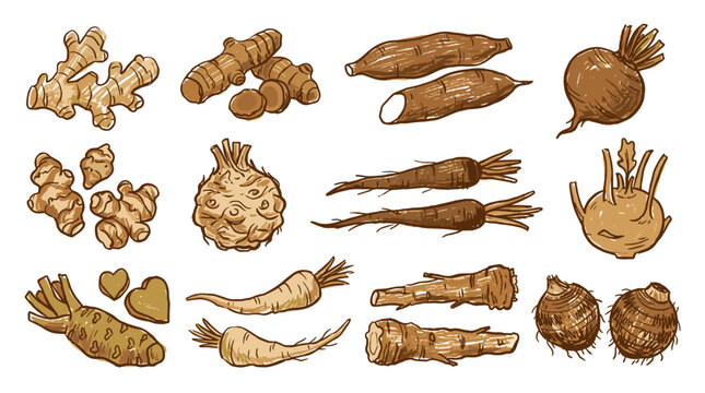 Collection of hand drawn root vegetables featuring ginger, beet, carrot, horseradish and parsnip, organic harvest, nutrition and farming market