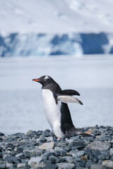 Fototapeta premium Gentoo penguin scenery on Half Moon Island, South Shetland Islands, Antarctica