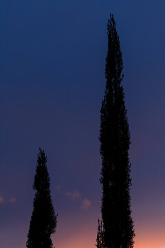 SILUETAS DE CIPR&Eacute;S EN UN BELLO Y COLORIDO ATARDECER