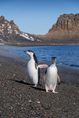Obraz premium Chinstrap penguins on the beach of Deception Island, South Shetland Islands, Antarctica