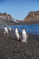 Obraz premium Chinstrap penguins on the beach of Deception Island, South Shetland Islands, Antarctica