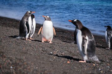 Penguins on the beach of Deception Island, South Shetland Islands, Antarctica © Kevin