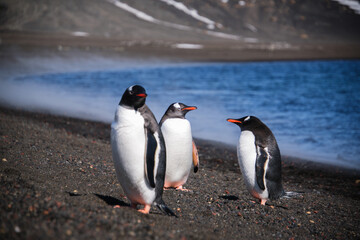 Fototapeta premium Penguins on the beach of Deception Island, South Shetland Islands, Antarctica