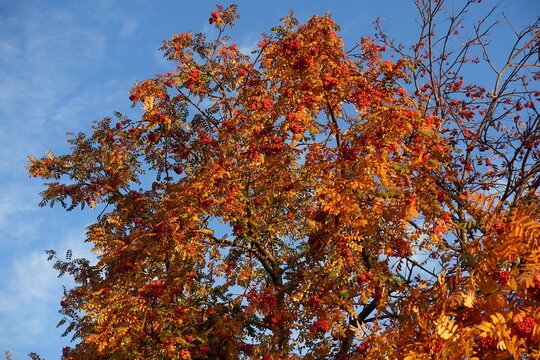 Colorful autumnal foliage of Sorbus aucuparia with red fruits against blue sky in November