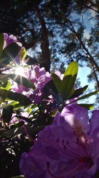 Sunlit Purple Rhododendron Blooms Create an Artistic Scene