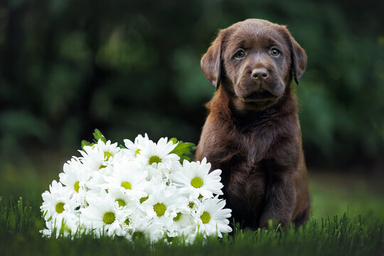 labrador retriever puppy sitting on grass with a flower bouquet in summer
