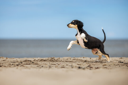 happy playful saluki puppy on a beach