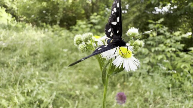 black-and-white nine-spotted moth feeding on white fleabane flowers in a sunny summer meadow. Macro pollinator scene with a soft green bokeh background