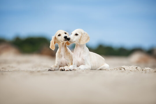 two cute saluki puppies being affectionate at the beach