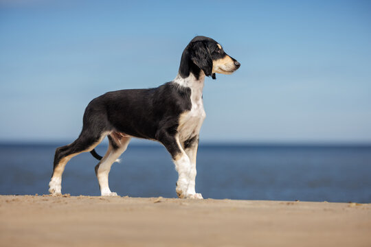 cute black and tan saluki puppy standing on the beach