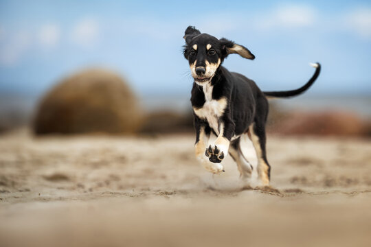 happy black and tan saluki puppy running on the beach