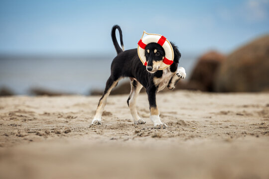funny saluki puppy playing with a lifebuoy at the beach