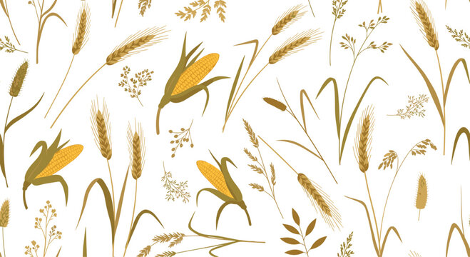 Golden autumn seamless pattern with ripe corn ears, wheat spikes, and barley stalks over white background.