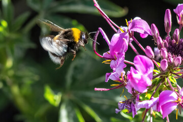 A bumblebee in flight is foraging on a pink flower. © NJ