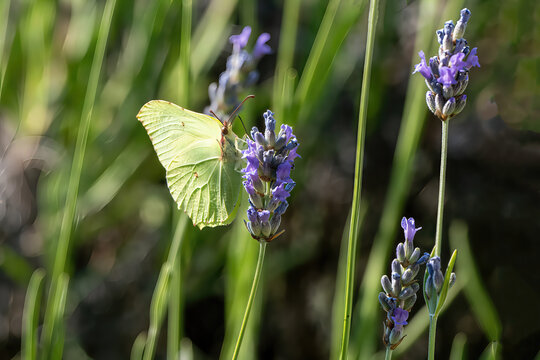 brimstone butterfly on lavender