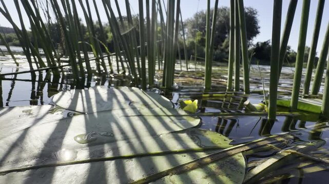 Water-level view of club-rush reeds and floating lily pads with yellow water lily buds on a calm river, striped shadows and reflections rippling under a blue summer sky