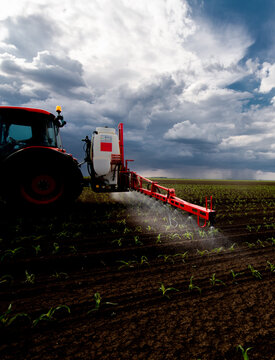 Tractor spraying young corn field with boom sprayer
