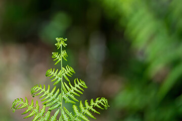 young fern leaves in the forest © NJ