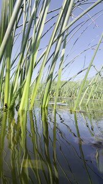 Water-level view of lake bulrush reeds with a small pond snail on a stem, floating lily leaves and backlit ripples mirrored on a calm river under a blue summer sky