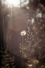 Silhouette of Dandelion Seed Head Backlit by Golden Hour Sunlight, Bokeh Background © Kristof