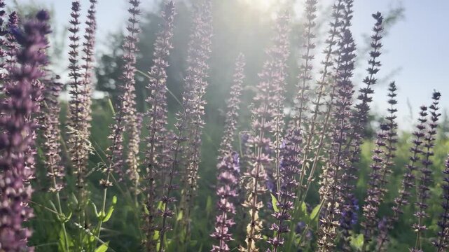Macro of blooming wild meadow sage with violet-purple flower spikes backlit by warm low sun, swaying over a green summer meadow with soft rays and dreamy bokeh