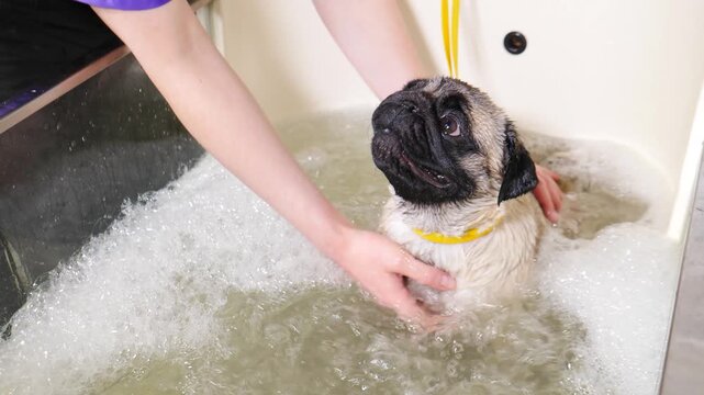 Cute pug pet taking ozon bath in professional grooming salon. Purebred healthy dog concept. Washing pug dog with shampoo. Dog getting grooming treatment, including Jacuzzi bath, ozone therapy. 4 k