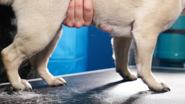 Dog Grooming Salon concept. Beauty salon for animals. Professional comb for pets. Combing fur and wool. Caring for puppy. appointment at veterinary clinic. Professional pet care. 4 k video