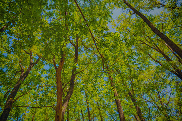 Fototapeta premium green forest in spring time