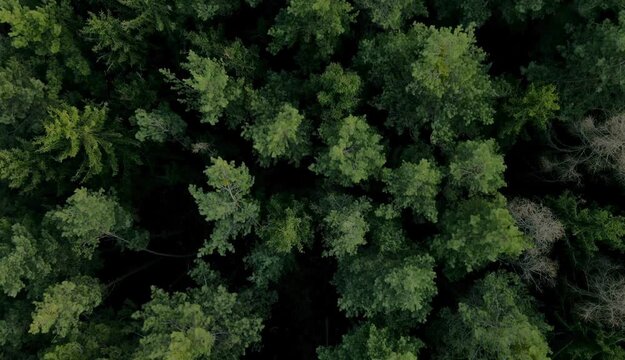 green moss background