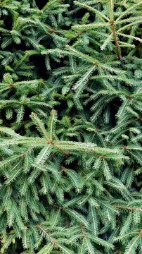 Spruce Branches Seamless background loop