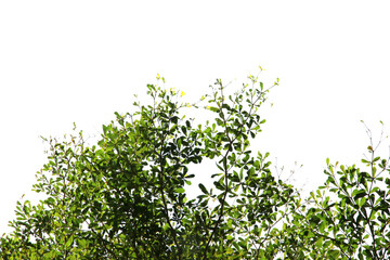 Fototapeta premium Green leaf or branch isolated on transparent background.