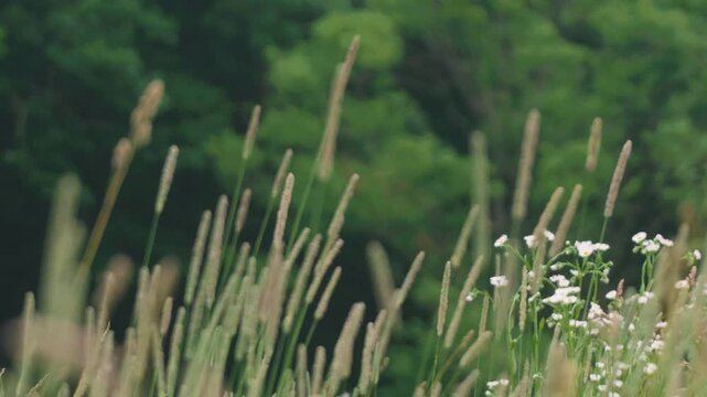 Close-up of Grass with Forest Background