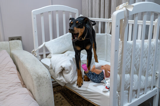 Protective black and tan dog standing inside white nursery crib barking loudly at unseen intruder while standing over baby doll in cozy home environment during daytime