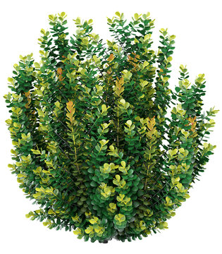 Variegated Cocoplum Isolated PNG, Evergreen Ornamental Shrub, Transparent Background