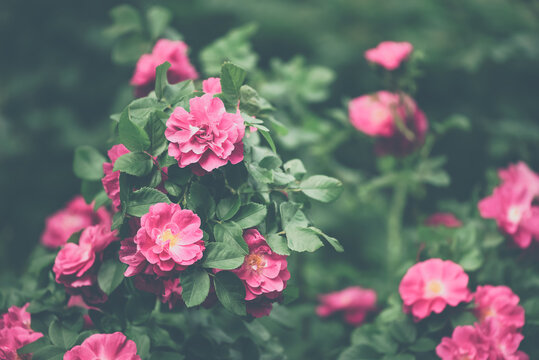 Blooming pink bush rose in the garden in vintage style, selective focus, beautiful stylish floral banner