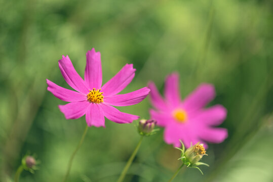 Purple cosmos flowers on a blurred green background in a field, selective focus, beautiful floral summer banner