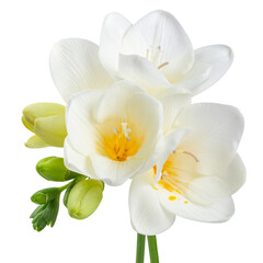 Fototapeta premium Beautiful White Frangipani Flower Blossom Isolated on White Background, Tropical Floral Plant with Delicate Petals and Natural Beauty